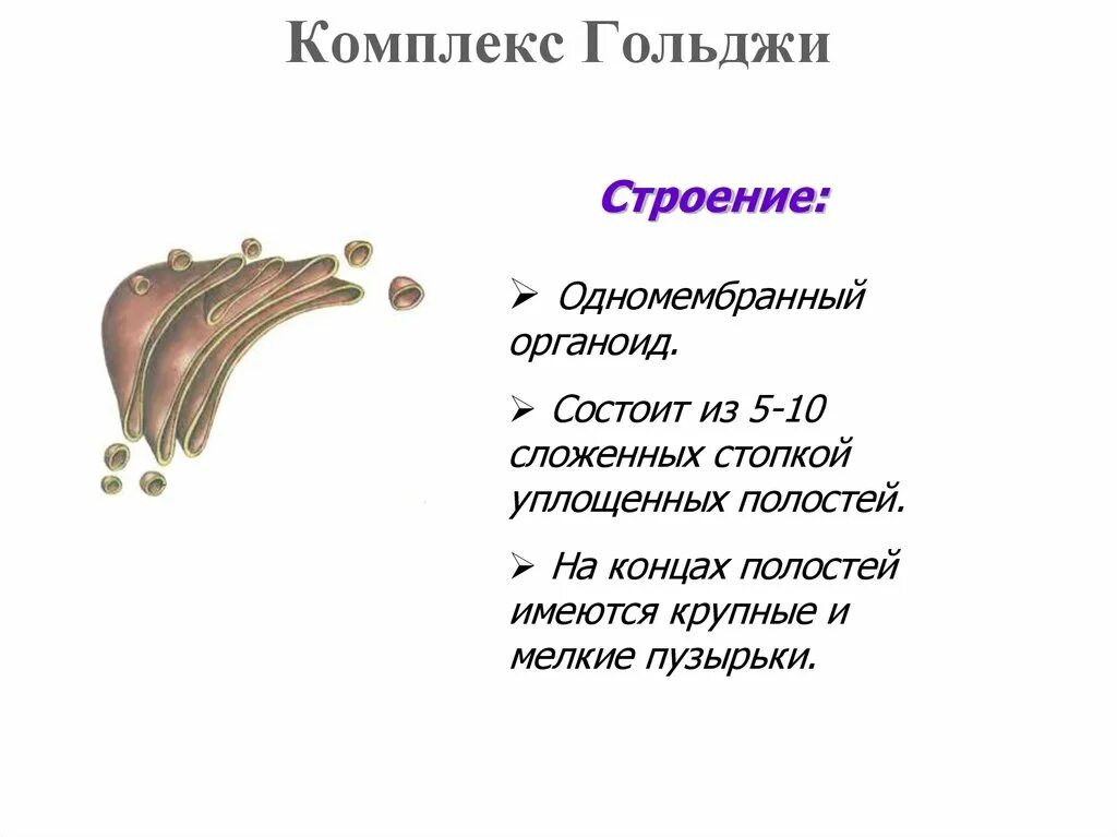 Какие формы мембранных структур образуют аппарат гольджи. Комплекс (аппарат) Гольджи (одномембранный органоид). Строение комплекса комплекса Гольджи. Строение органоида комплекс Гольджи. Комплекс (аппарат) Гольджи (одномембранный органоид) строение функции.