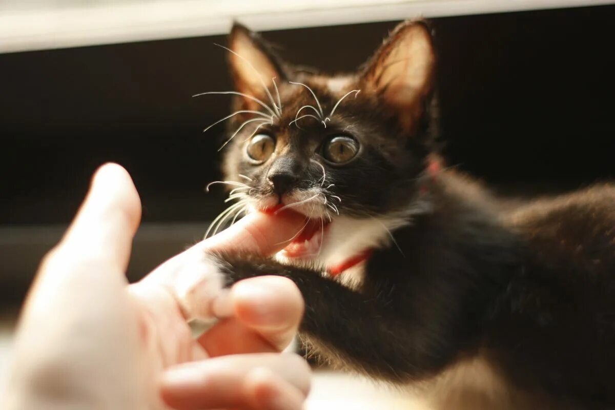 Котенок 3 месяца кусается. Кусачий котенок. кот кусается. котенок царапается.
