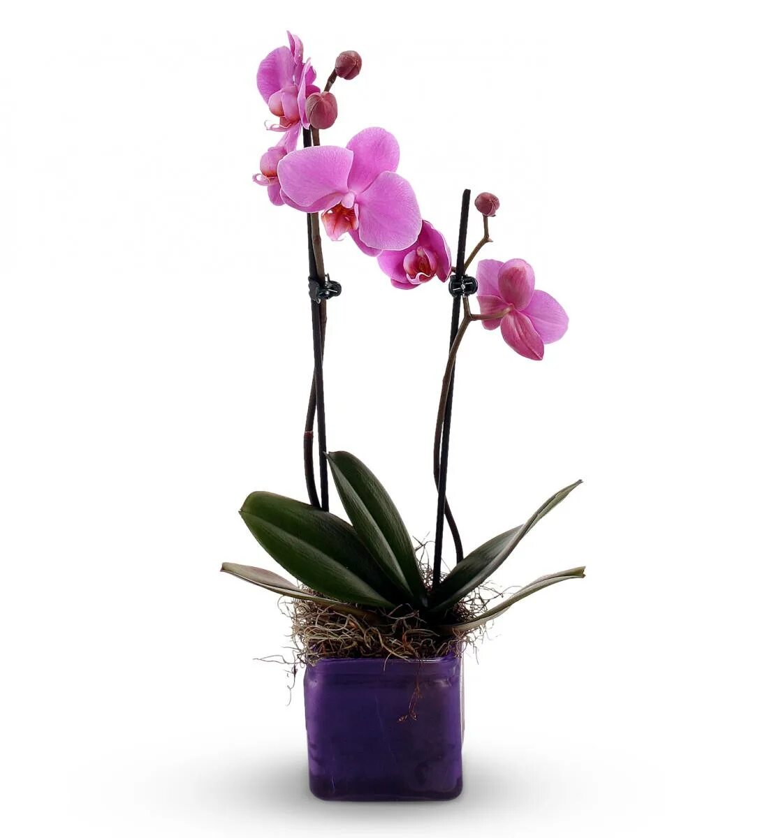 Plants орхидея