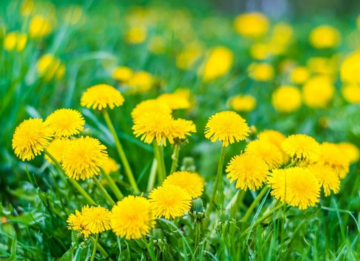 Луг с одуванчиками утром. Одуванчик (taraxacum). Одуванчик на закате. Песня желтое солнце зеленая трава. Природа солнце.