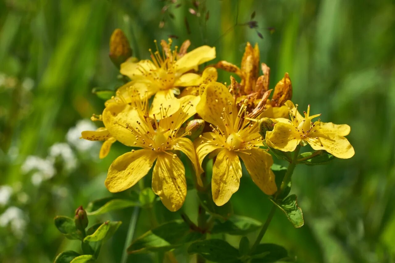 Зверобой продырявленный (Hypericum perforatum). Зверобой обыкновенный Hypericum perforatum. Зверобой продырявленный Hypericum perforatum l.. Зверобой продырявленный Фармакогнозия.