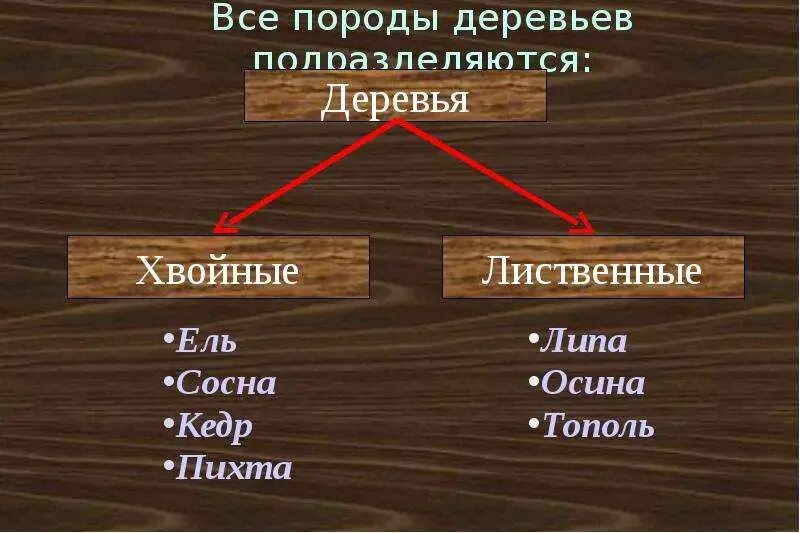 Главные породы деревьев. Хвойные и лиственные породы деревьев. породы древесины. лиственные породы древесины. образцы древесины.