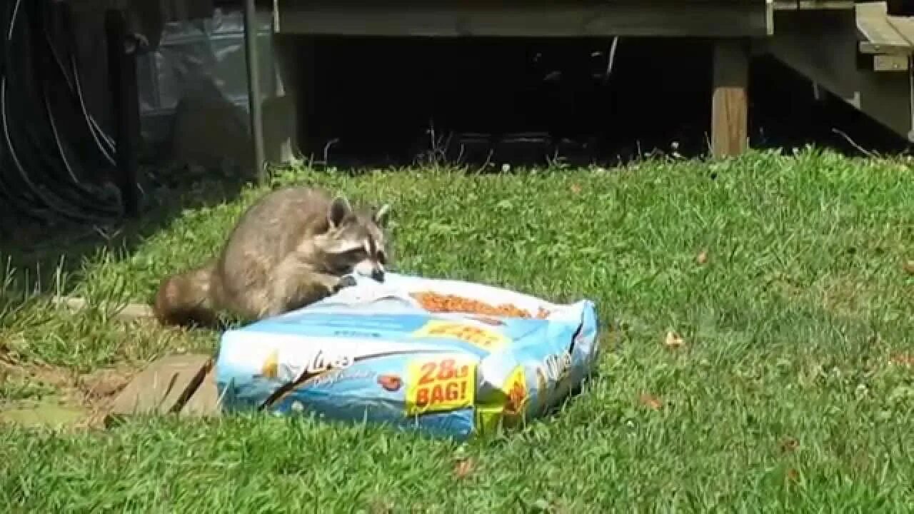 Енот воруют еду. Енот воруют еду. Енот воришка. Енот ворует еду. Коты воришки фото.