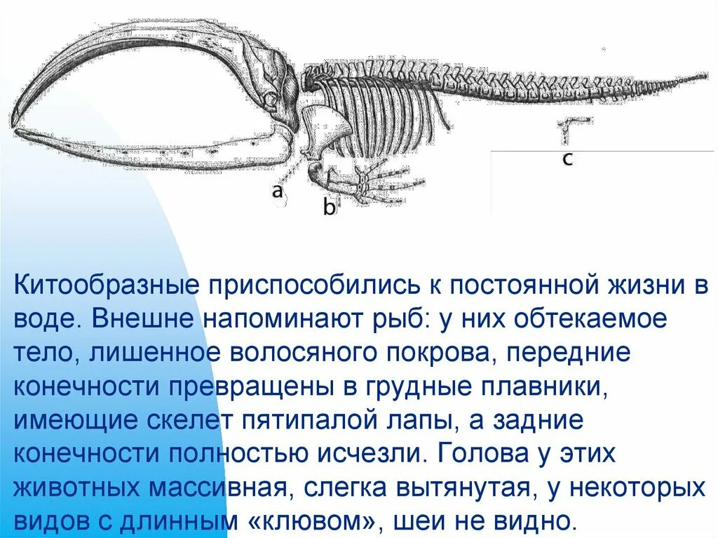 Значение китообразных в жизни человека