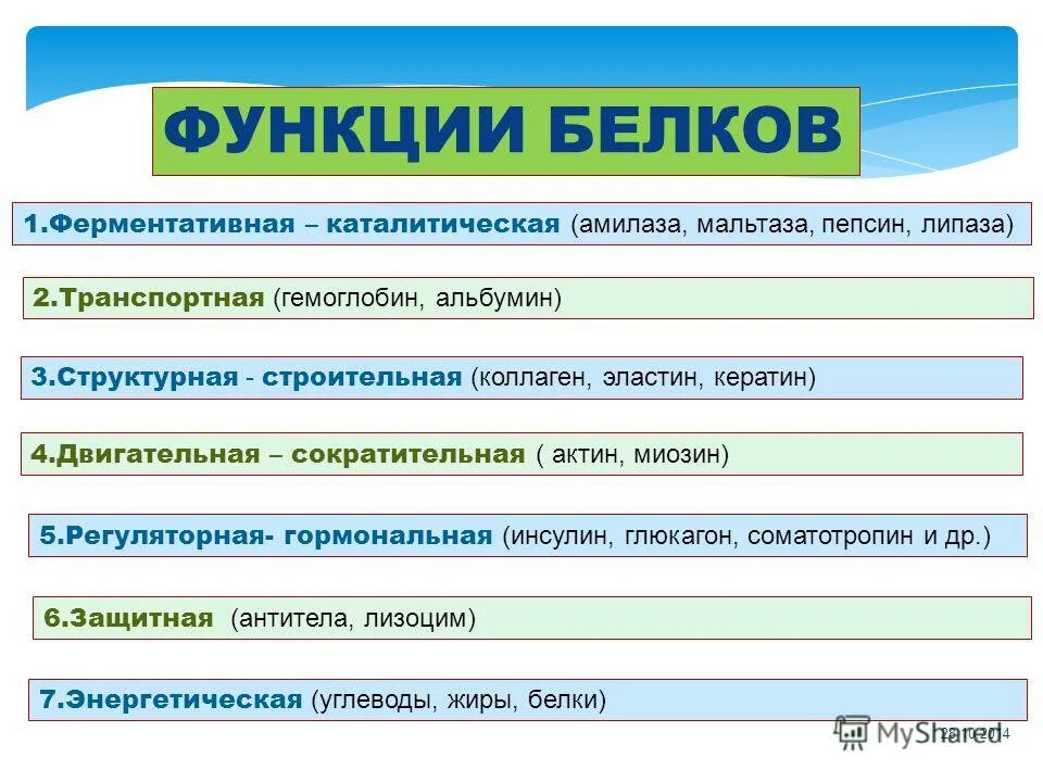 Какую функцию выполняют дне. Пепсин функция белка. Пепсин функция. Белок пепсин функция. Функции белков.