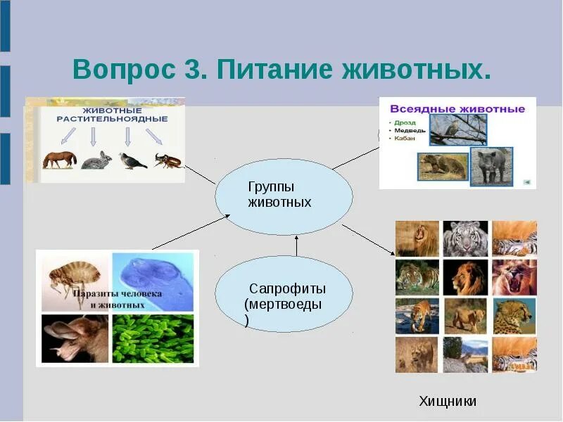 Питание животных. Питание животных презентация. Способы питания царства животных. Группы животных по питанию. 3 группы животных по способу питания