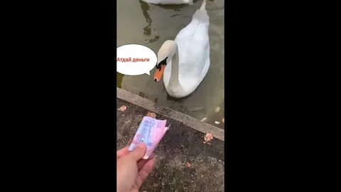 Курица в тик токе