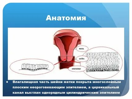 Соскоб эпителия эктоцервикса и эндоцервикса