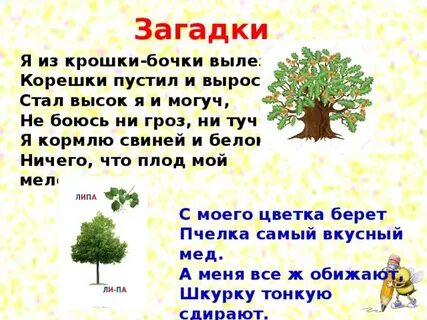 Меня часто обижают кору тонкую сдирают