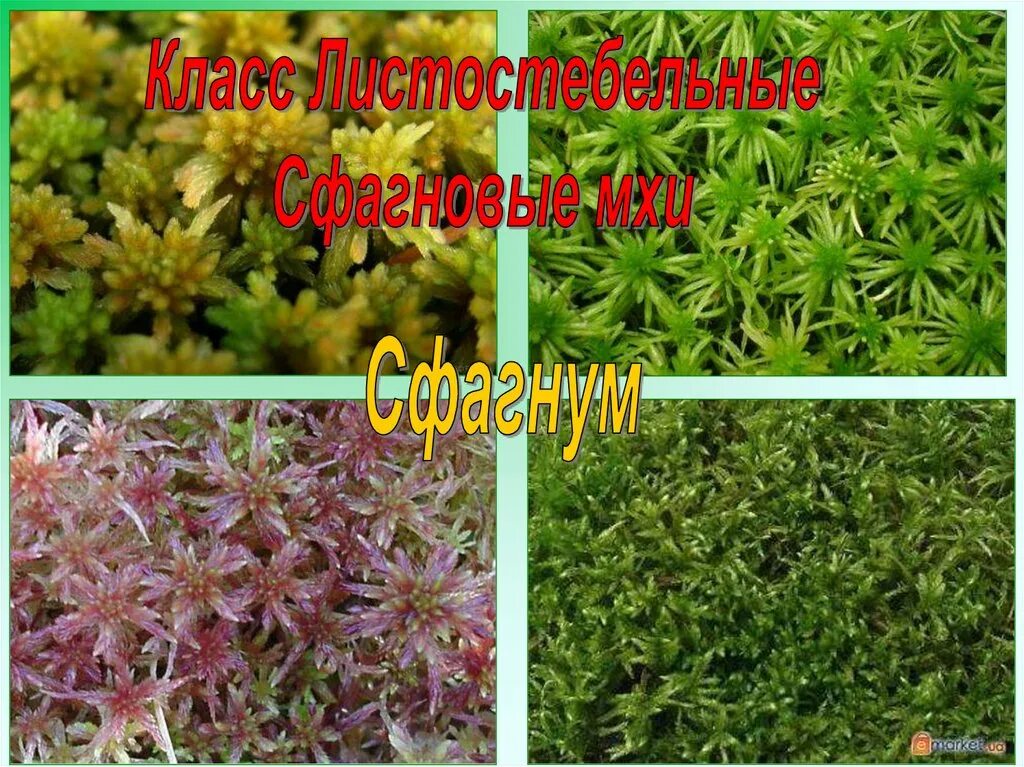 Сфагнум это листостебельный мох. Моховидные растения примеры. Торфяной мох сфагнум. Листостебельные мхи строение. Мхи моховидные растения названия.