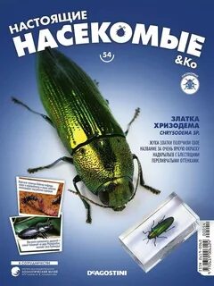 Настоящие насекомые