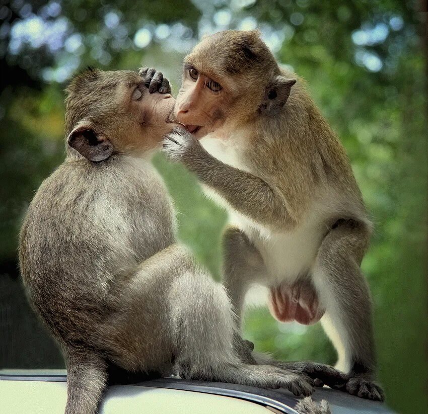 Картинки про приколом. Влюбленные обезьяны. Поцелуй обезьяны. Обезьяна целует. Смешной поцелуй.
