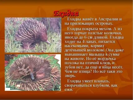 Ехидна где обитает материк