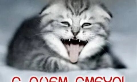 С 1 апреля картинки с котами