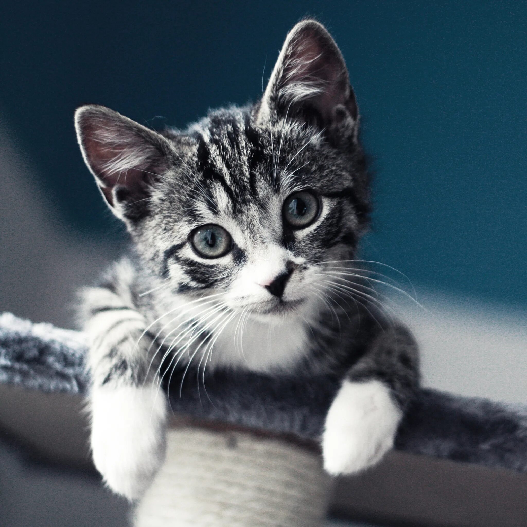 Скачать фото кота на аву 