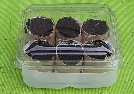 Мини сера
