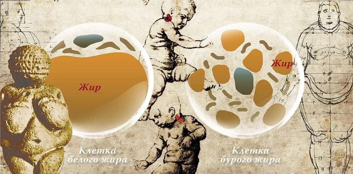 Почему жир белый. Бурый жир. белый и бурый жир. белые и бурые жировые клетки. бурый жир у человека.