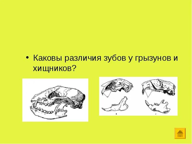 Каковы были различия. Зубная система грызунов и хищников. Анатомия грызунов и хищников. Отличие грызунов и хищников.