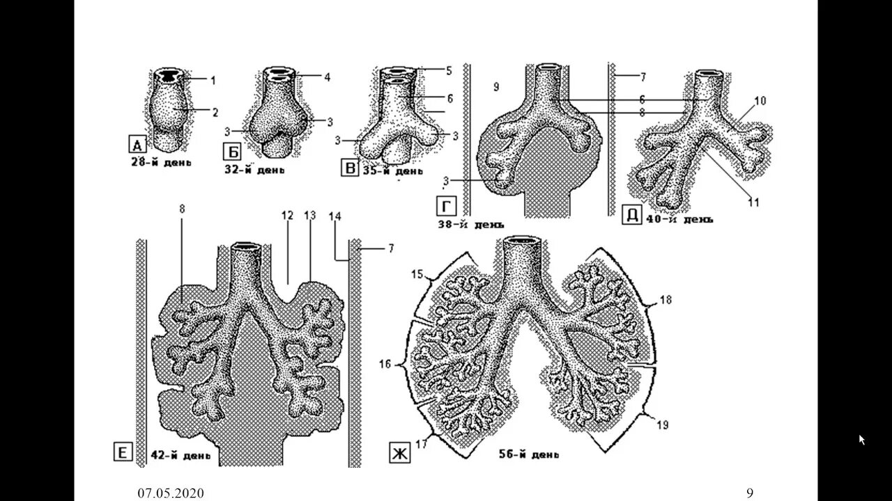 Стадии развития легких. Стадии эмбрионального развития легких. Развитие дыхательной системы эмбриона. Эмбриогенез дыхательной системы гистология. Развитие дыхательной системы гистология.