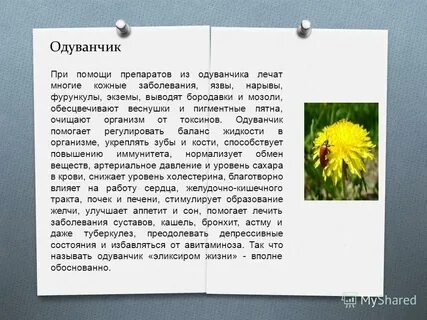 Сок одуванчика отзывы