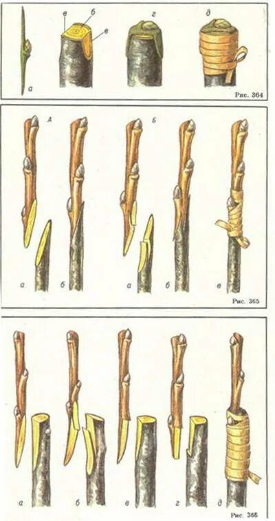 Способы прививки яблони окулировка. Прививка яблони прививочным секатором. Прививка яблони подвой привой. Окулировка груши. Прививка в расщеп плодовых деревьев