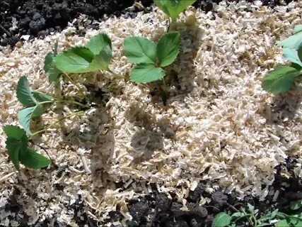 Можно ли мульчировать клубнику свежими опилками весной