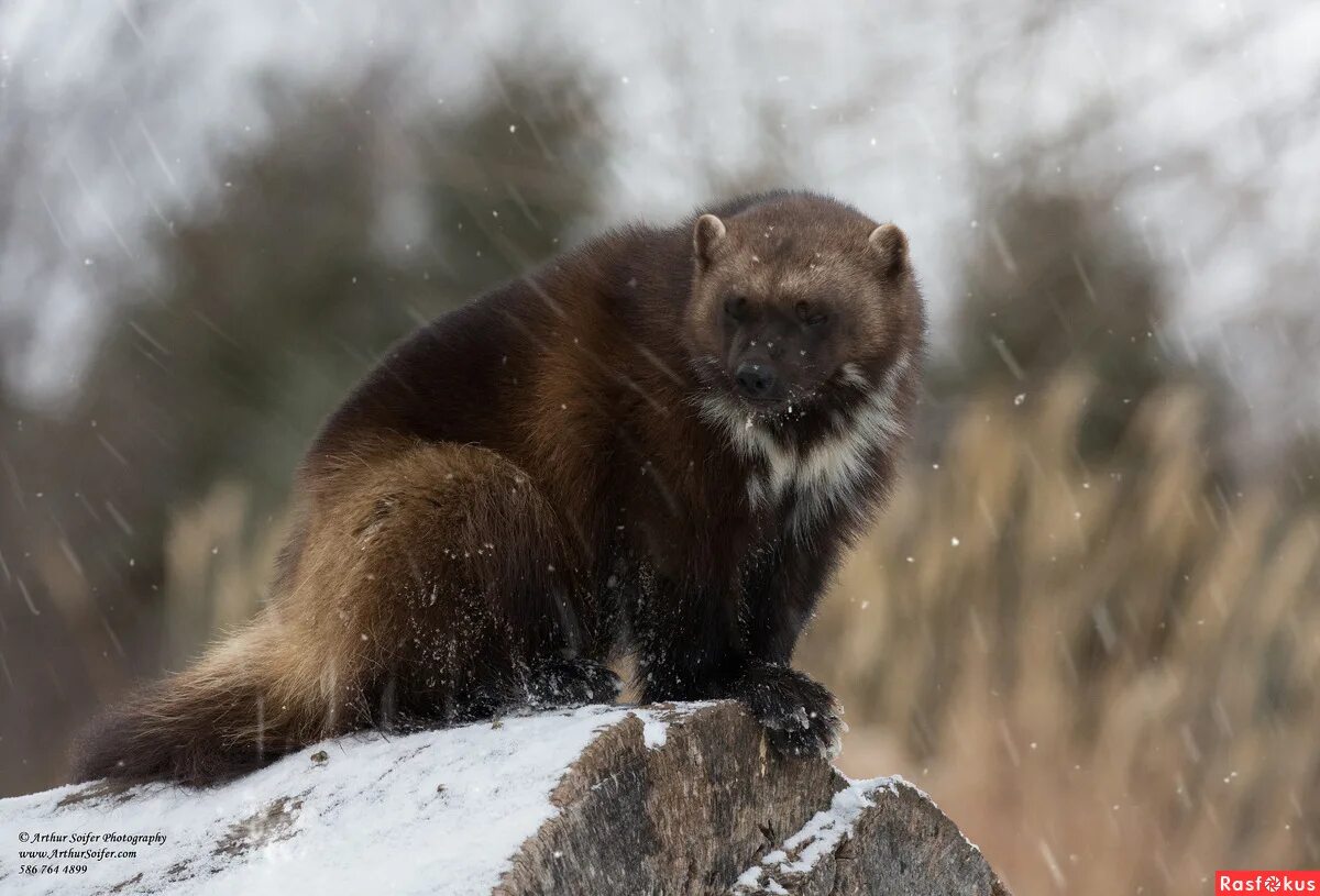 росомаха в карелии. росомаха (gulo gulo). росомаха в тундре. росомаха северной америки. медоед и росомаха.