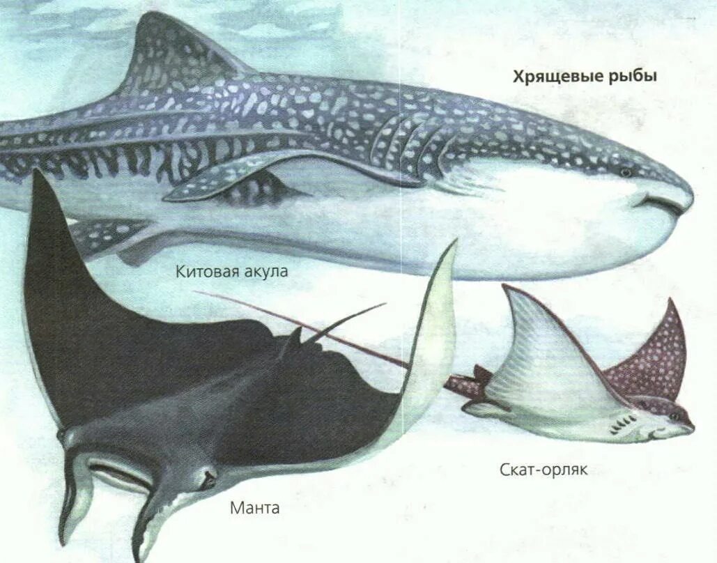 Скаты класс рыб. Хрящевые рыбы подкласс пластинчатожаберные. Хрящевые рыбы акулы представители. Класс хрящевые рыбы акулы скаты и химеры. Скаты хрящевые рыбы строение.