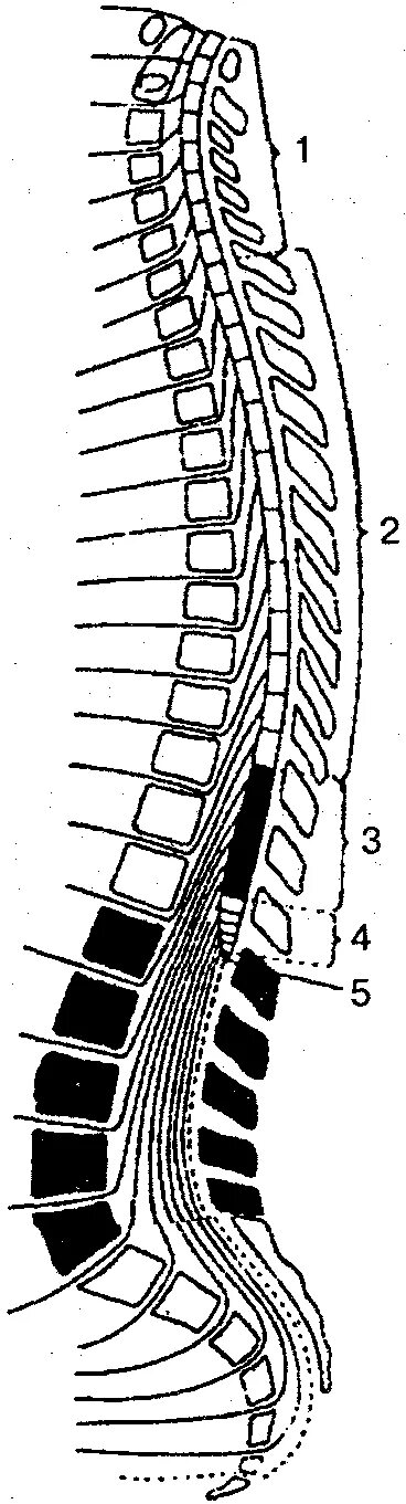 Топография сегментов спинного мозга. Сегменты спинного мозга с4-d2. 2 4 Сегмент спинного мозга. Сегменты спинного мозга топография строение.