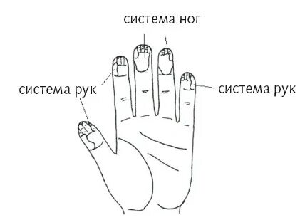 Средняя фаланга пальца