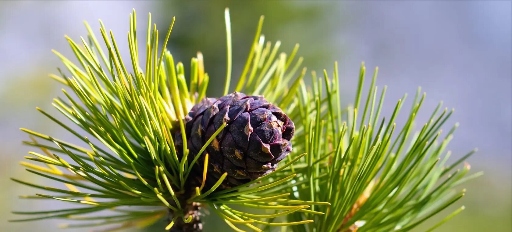 Сибирский кедр дерево. Сосна кедровая сибирская. Сибирский кедр дерево. Сосна кедровая сибирская. Siberian pine.