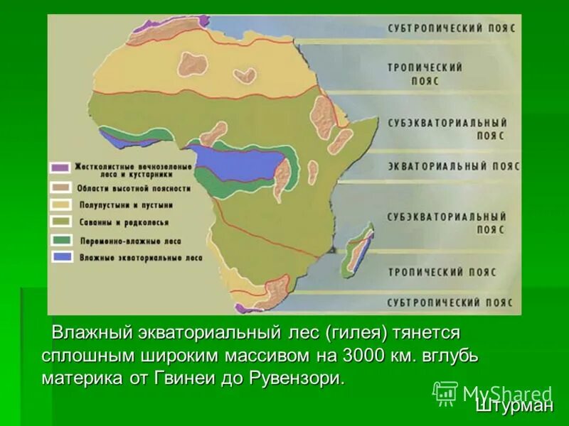 Географический пояс экваториальных лесов. Географическое положение влажных экваториальных лесов в евразии. Влажные тропические леса на карте мира. Влажные экваториальные леса африки географическое положение. Географический пояс экваториальных лесов.