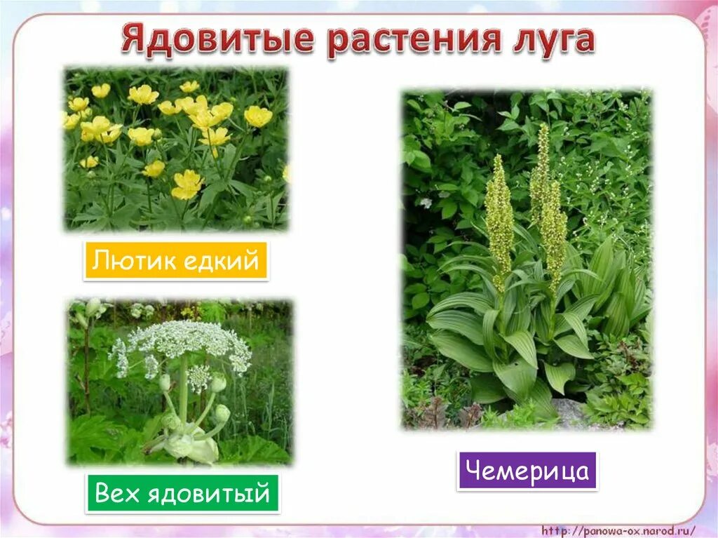 Лекарственные и ядовитые растения. Растения луга лютик едкий. Лекарственные травы. Лютик едкий лютиковые. Лютик ядовитое растение.