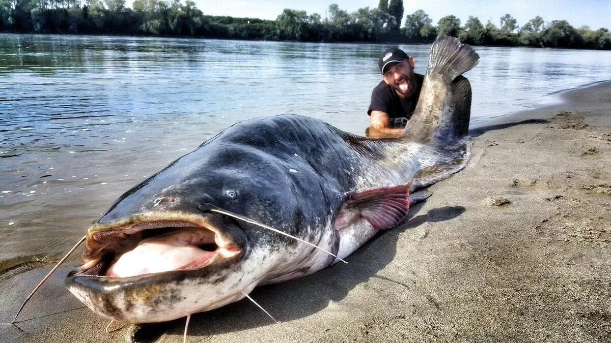 Рыба 5 метров. Обыкновенный сом 400 кг. Европейский сом людоед.
