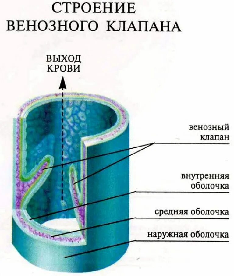 Строение вены рисунок. Строение клапанного аппарата вен. Сосуды строение стенки Вена. Строение клапанов вен. Строение венозных клапанов.