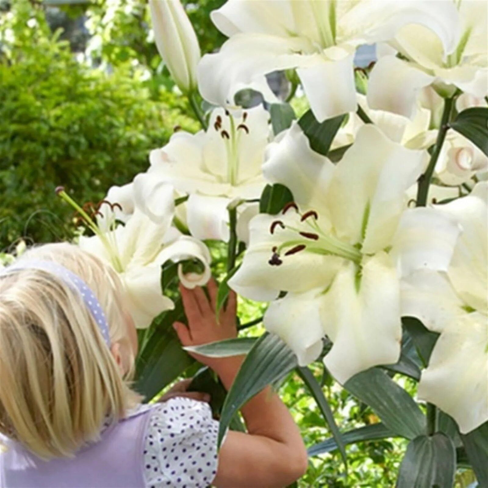 Лилейное дерево претти вумен. Лилия беверли дрим, луковица 12/14. Лилия-дерево претти вумен. Лилия притти вумен. Лилии претти вумен ot гибрид.