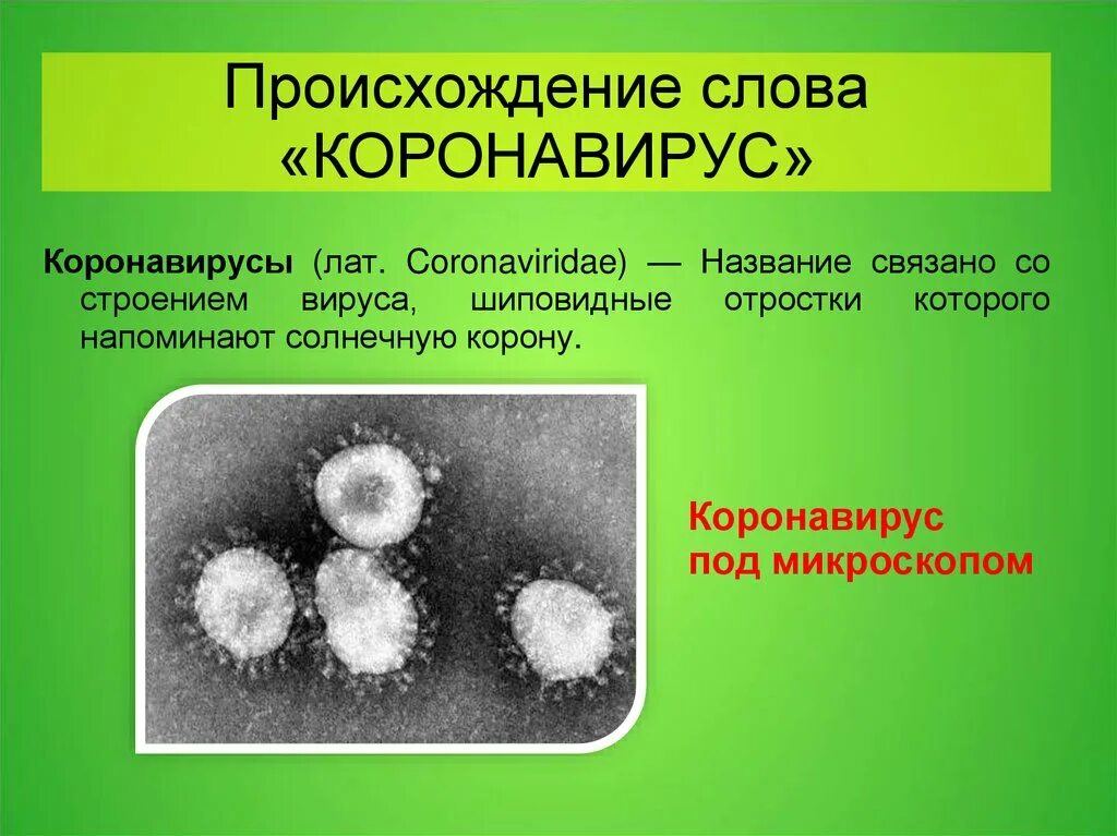 Ковид кратко. Коронавирус 19 строение вируса. Строение коронавируса. Строение коронавирусов. Ковид строение вируса.