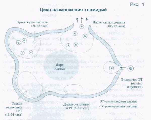 Жизненный цикл хламидий схема. Этапы жизненного цикла хламидий. Жизненный цикл хламидий микробиология. Цикл размножения хламидий.