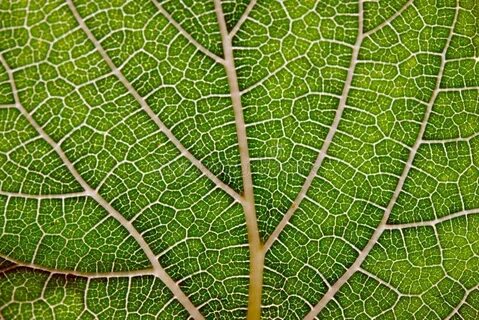 Whimscape leaves