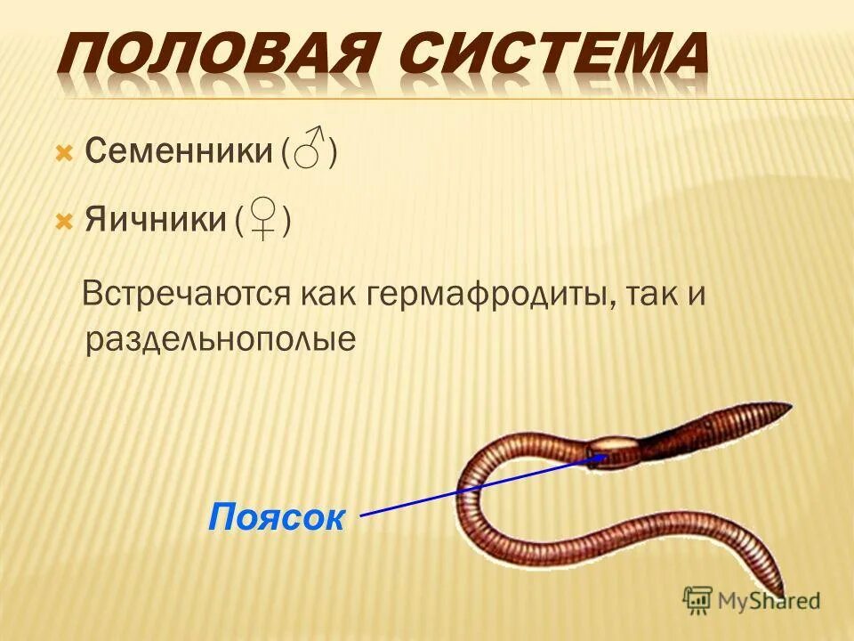половая система кольчатых червей 7 класс. схема строения половой системы плоских червей. система размножения круглых червей. половая система раздельнополые у каких червей. система размножения плоских червей.
