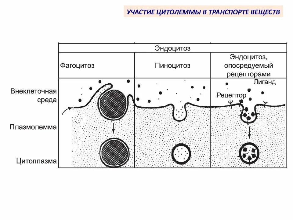 Фагоцитоз прокариот. Эндоцитоз фагоцитоз пиноцитоз. Схема процессов фагоцитоза и пиноцитоза. Эндоцитоз фагоцитоз мембранный транспорт. Фагоцитоз и пиноцитоз схема.