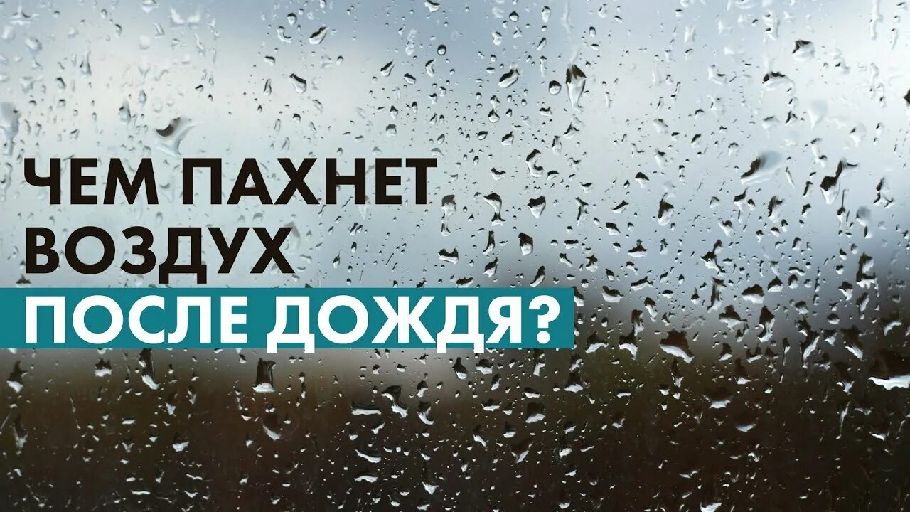 Воздух пахнет дождем. После дождя пахнет озоном. Озон после дождя. Запах дождя. Петрикор запах после дождя..