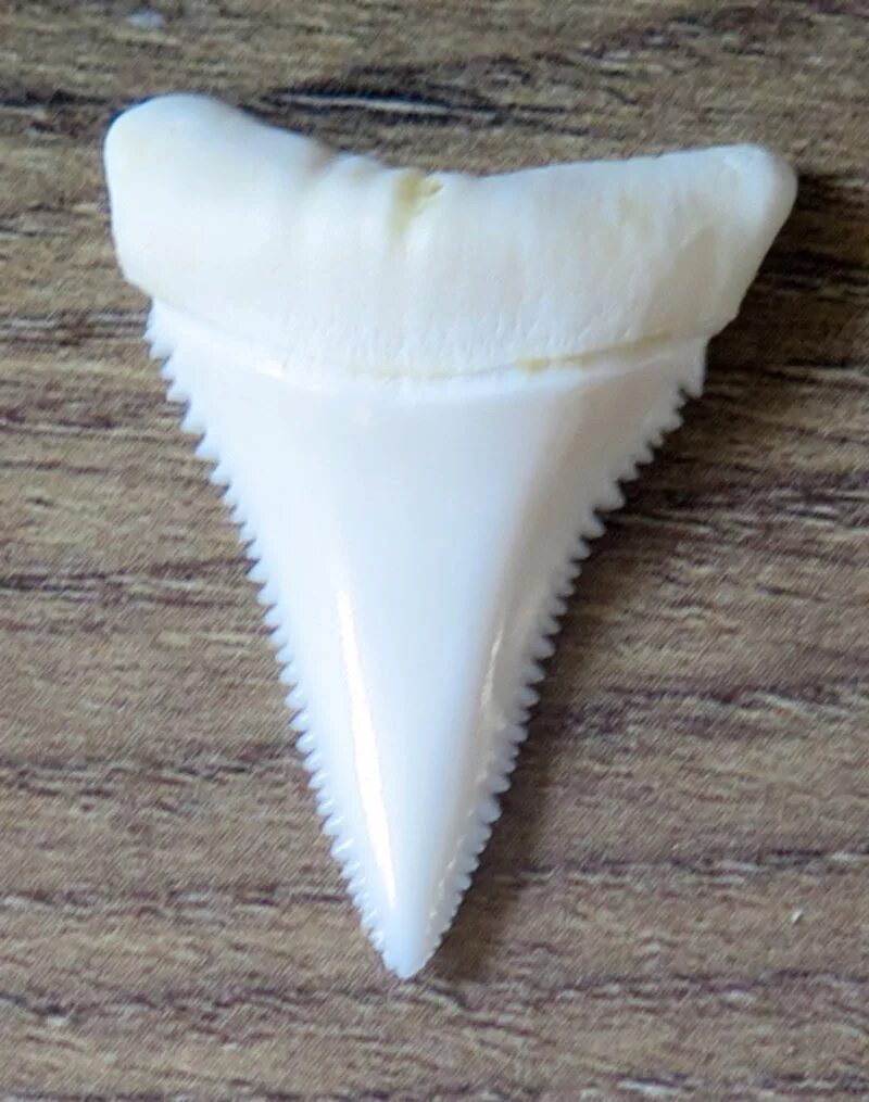 Мегалодон клык. Акула белая, акула-людоед, кархародон. Большие зубы акулы. Мегалодон клык. Тигровая песчаная акула зубы.
