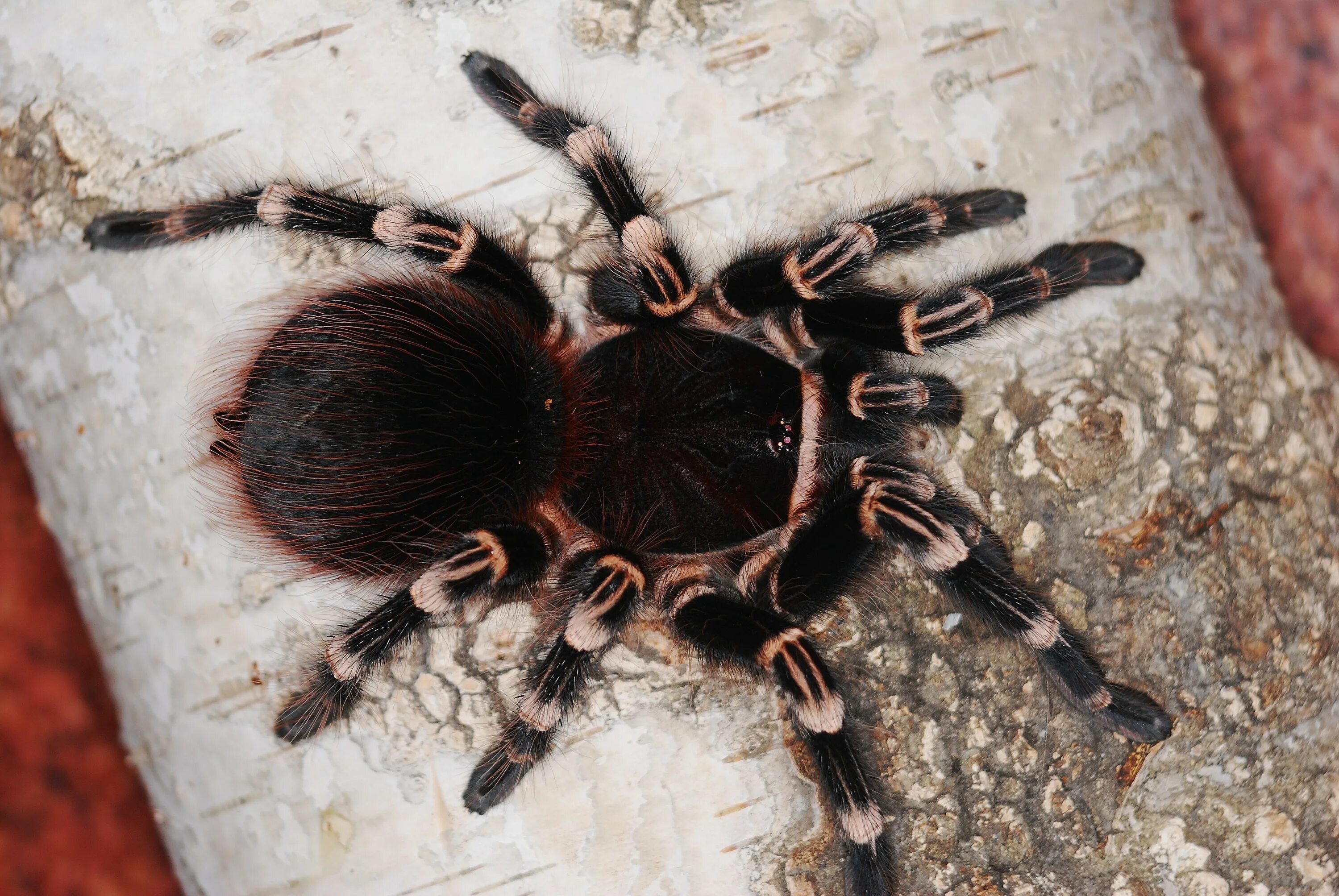 Паук птицеед Acanthoscurria geniculata. Птицеед Акантоскурия геникулята. Acanthoscurria geniculata самец. Acanthoscurria geniculata самка.