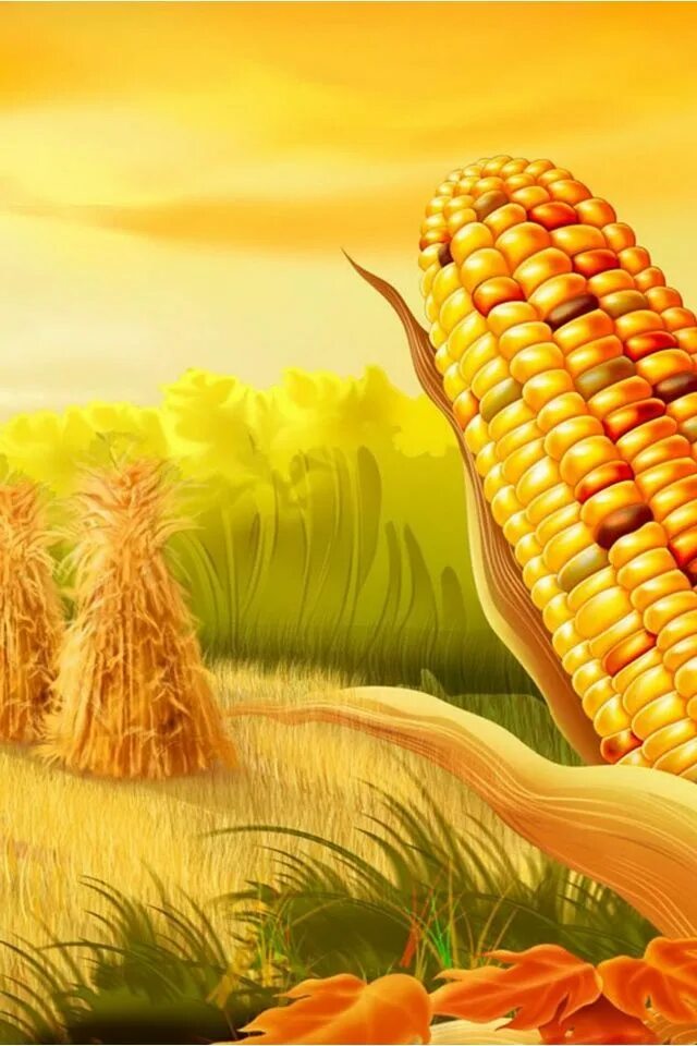 Кукуруза доле. Кукурузное поле. Кукуруза арт. Осень урожай. Фон кукурузное поле.