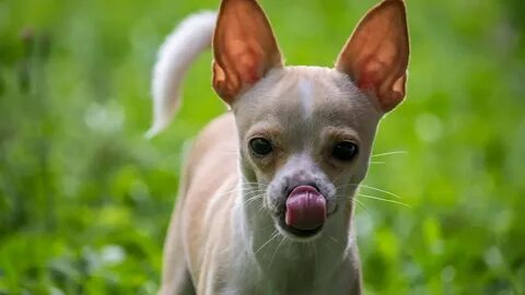 Chihuahua