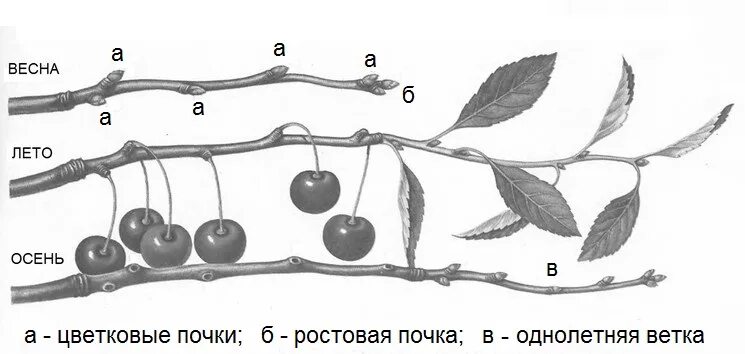 Внешнее строение вишни. Плодовые почки на войлочной вишни. как отличить кустовидную и древовидную вишню. схема обрезки вишни. плодовые ветки вишни.