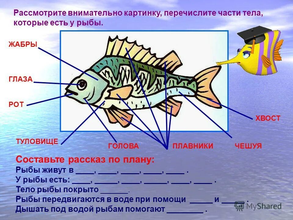 Сколько память у рыбы. Схема рыбы. Части тела рыбы. Описание частей рыбы. Строение рыбы для детей.