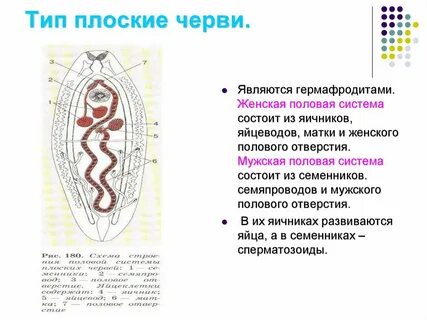 Гермафродит половая система