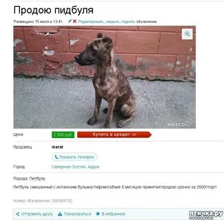 Картинки авито объявления